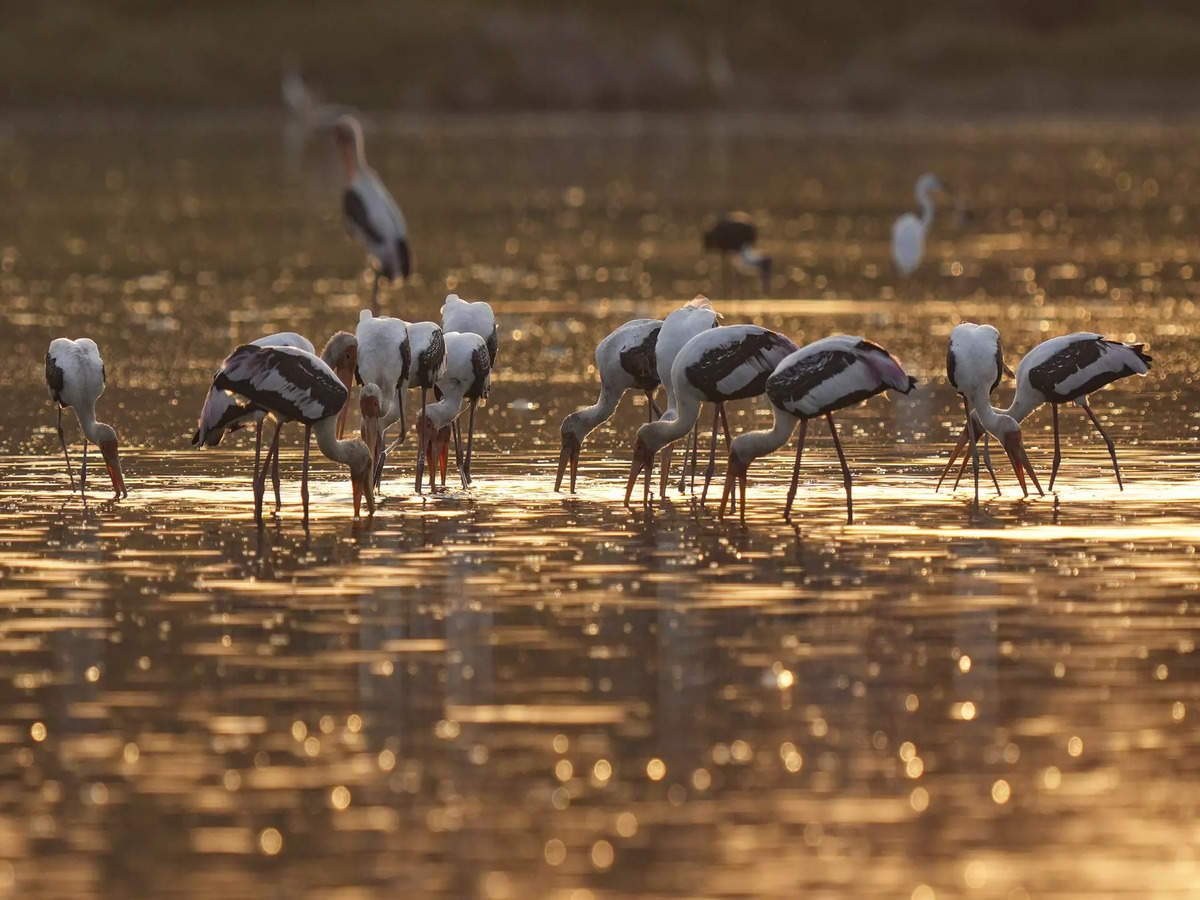 Nagi Bird Sanctuary: A Haven for Avian Diversity and Conservation in Bihar